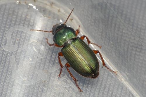 Réf. 271 935 : Harpalus affinis